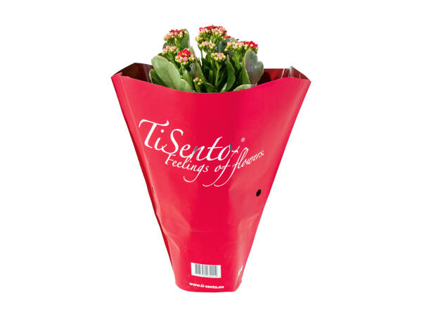 Christmas Kalanchoe