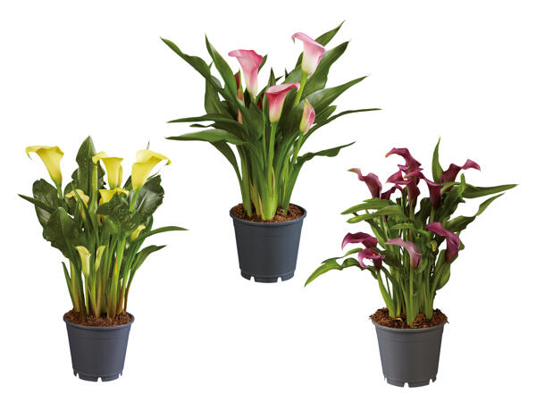 Calla