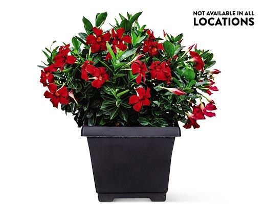 8" Patio Planter Assorted Varieties