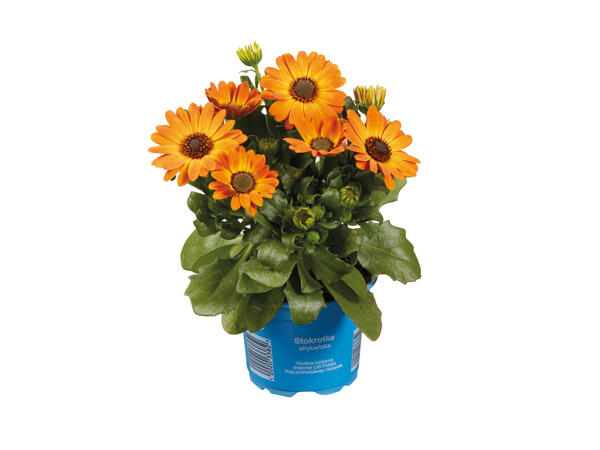 Osteospermum