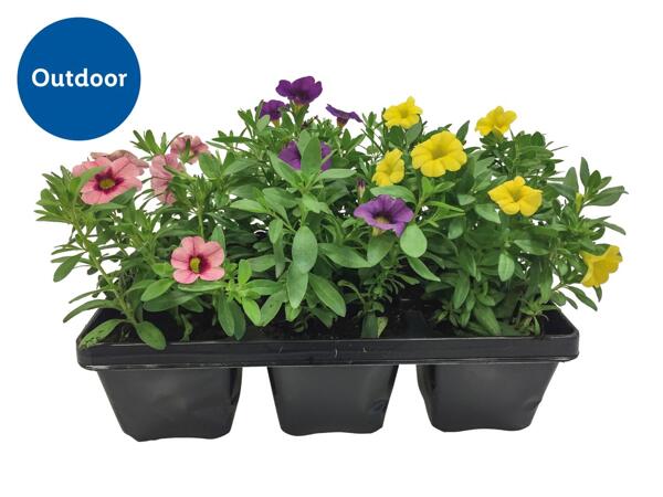 Bedding Plants