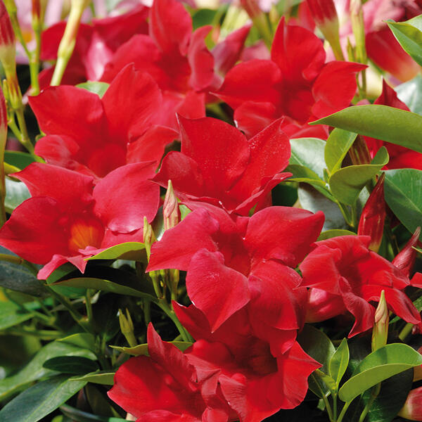 Dipladenia