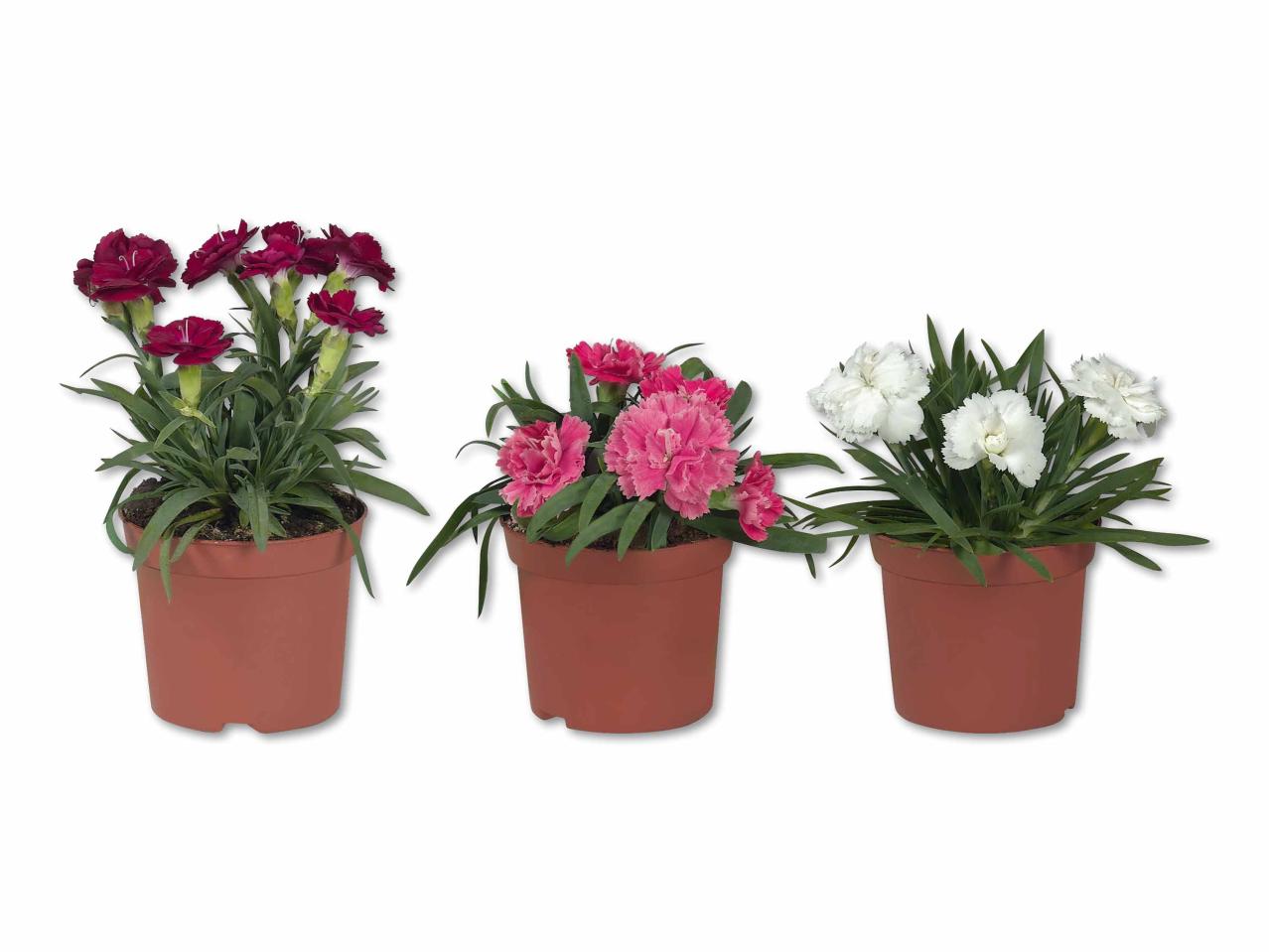 Œillets (Dianthus)