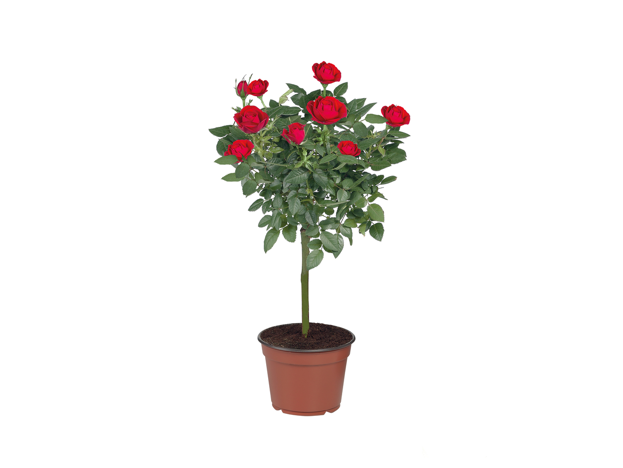 Standard Rose1