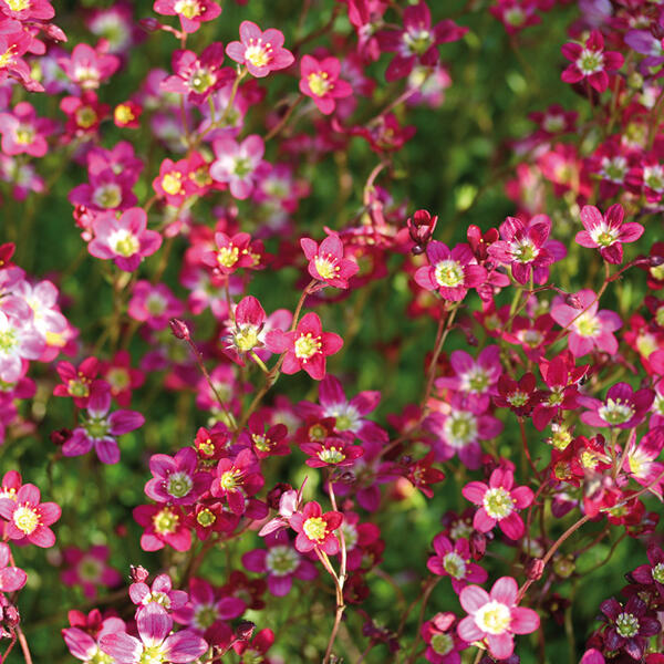 Steinbrech "Saxifraga"
