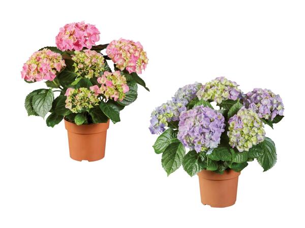 Hortensia