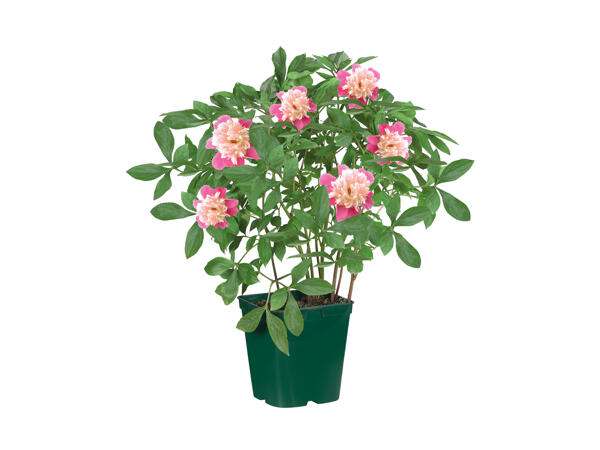 Peonies