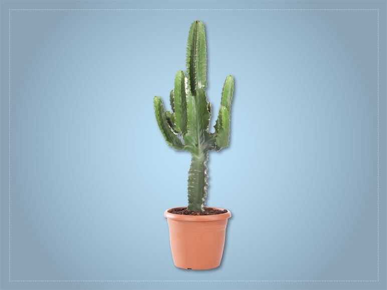 Euphorbia ingens (dès 31.3.)