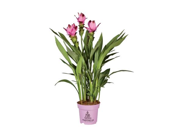 Thailandsk tulipan
