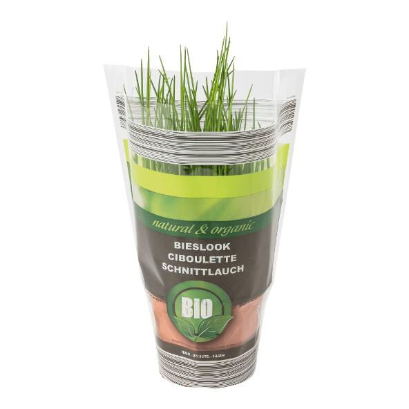 Biokräuterpflanze