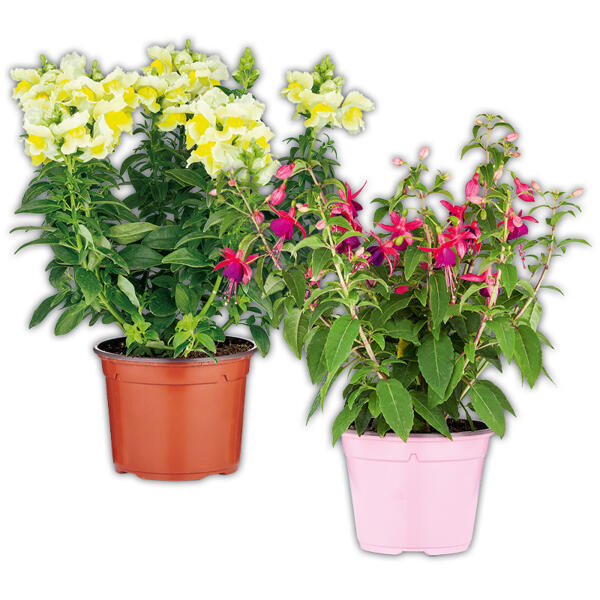 Sommerblumen Mix