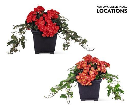 8" Patio Planter Assorted Varieties