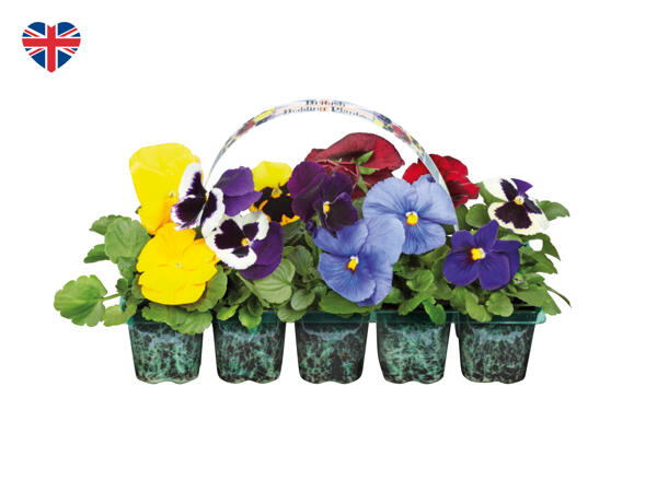 British Bedding Plants