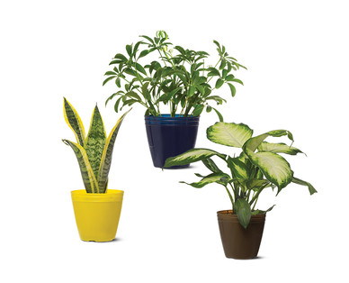 4" Foliage