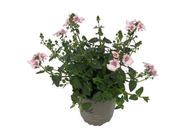 Tvillingeblomst