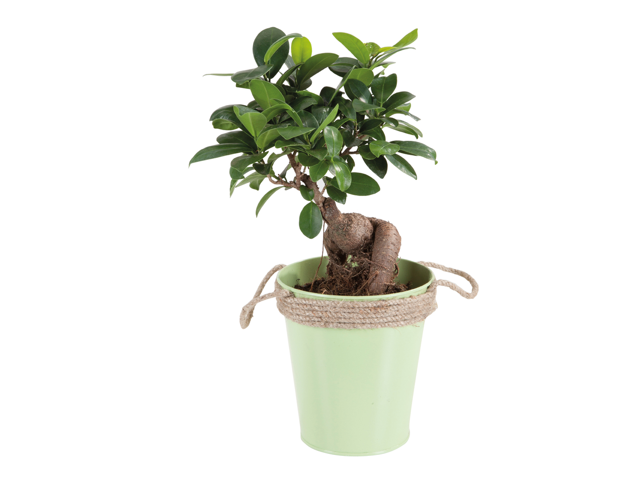 Ficus Ginseng i zinkspand