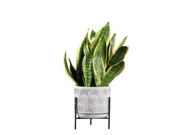 Easy Care House Plants in Black & White Ceramic