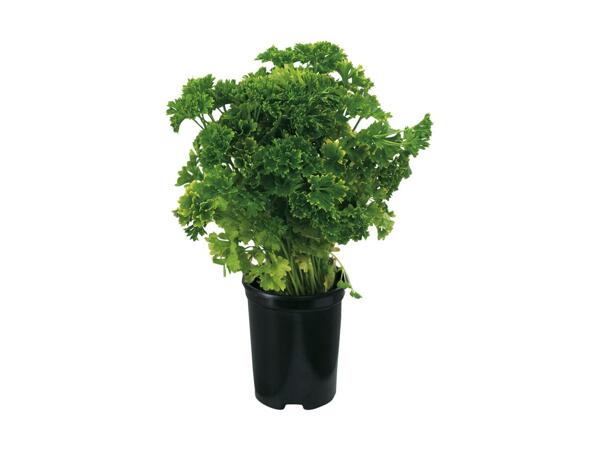 Dansk persille