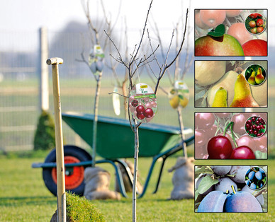 Obstbaum