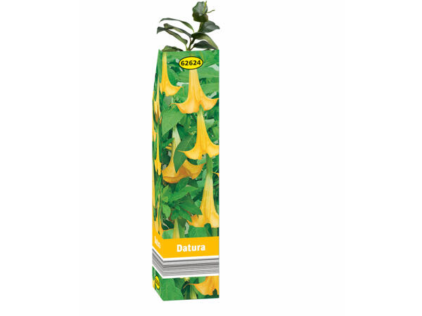 Plantes d'été