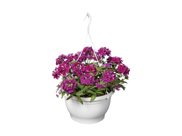 Ampel plante