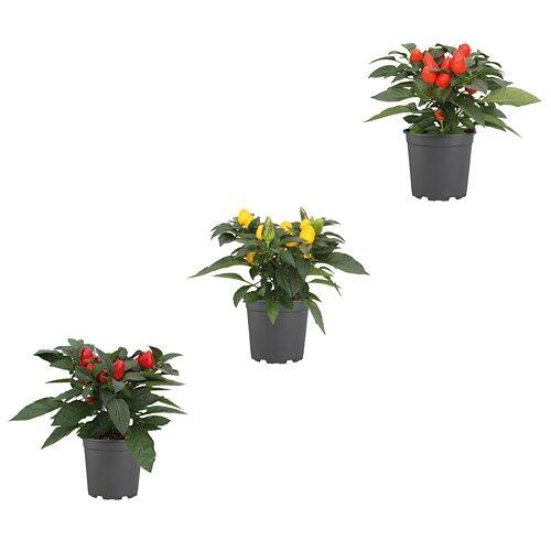 GARDENLINE Paprica ornamentale V12