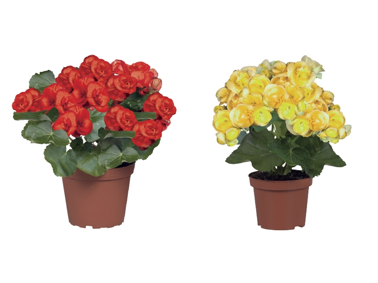 Begonia