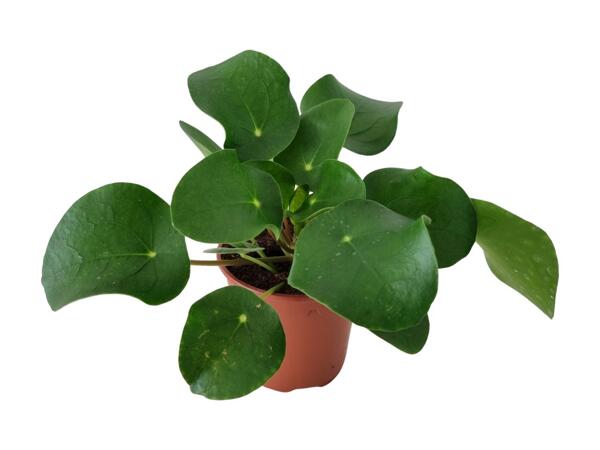 Kinesisk pengeplante