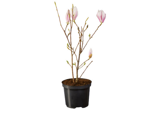 Large Magnolia