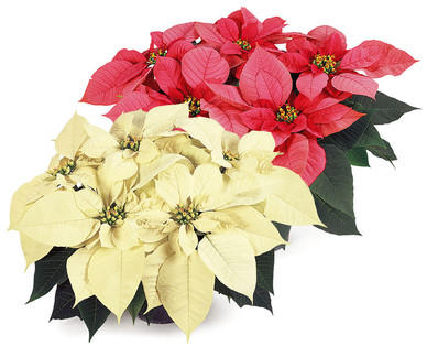 Weihnachtsstern
