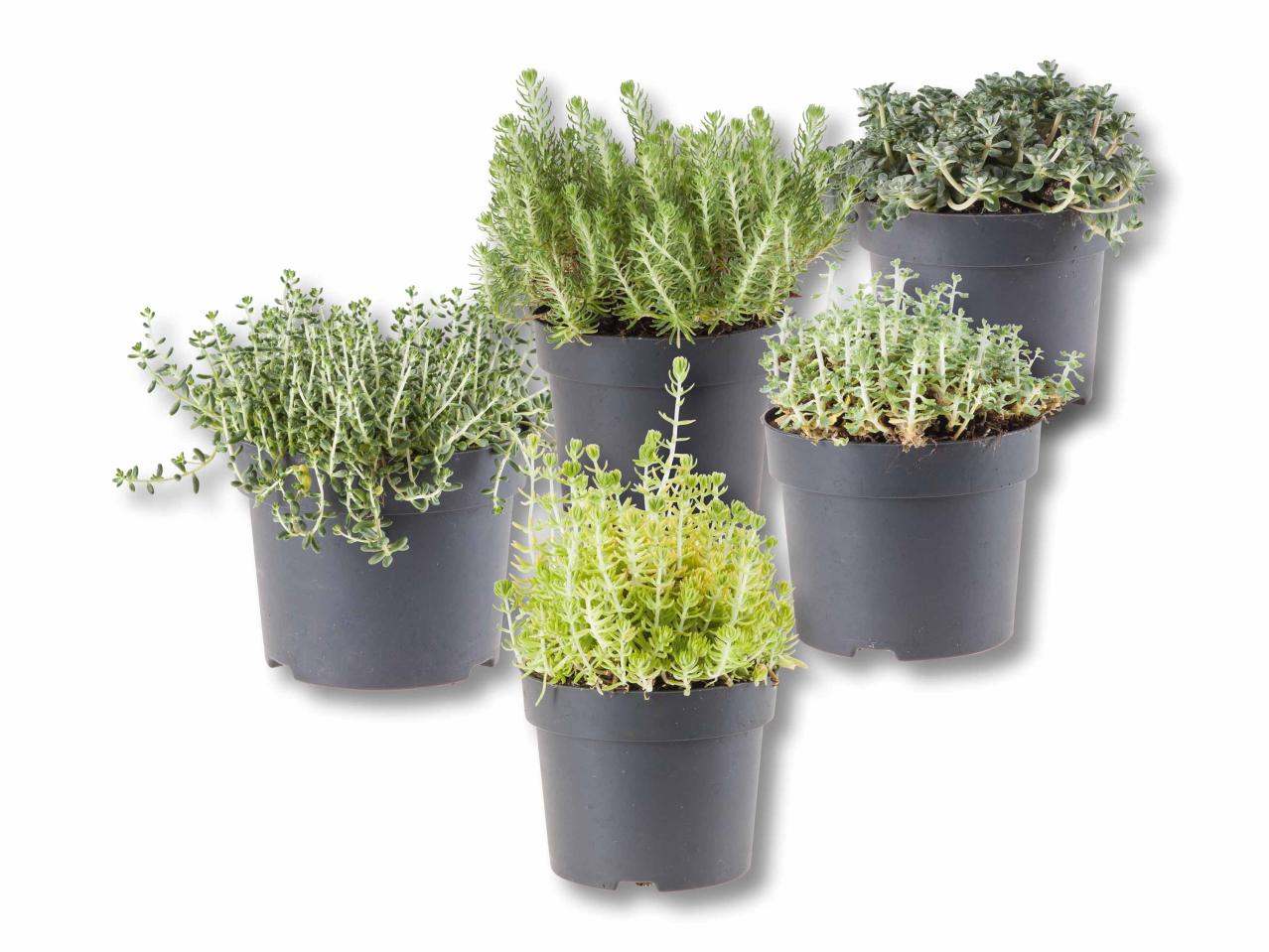 Sedums