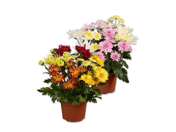 Chrysanthemums