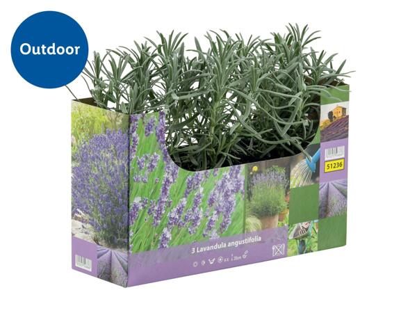 English Lavender
