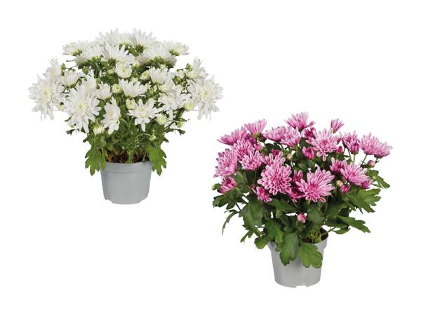 Krysantemum