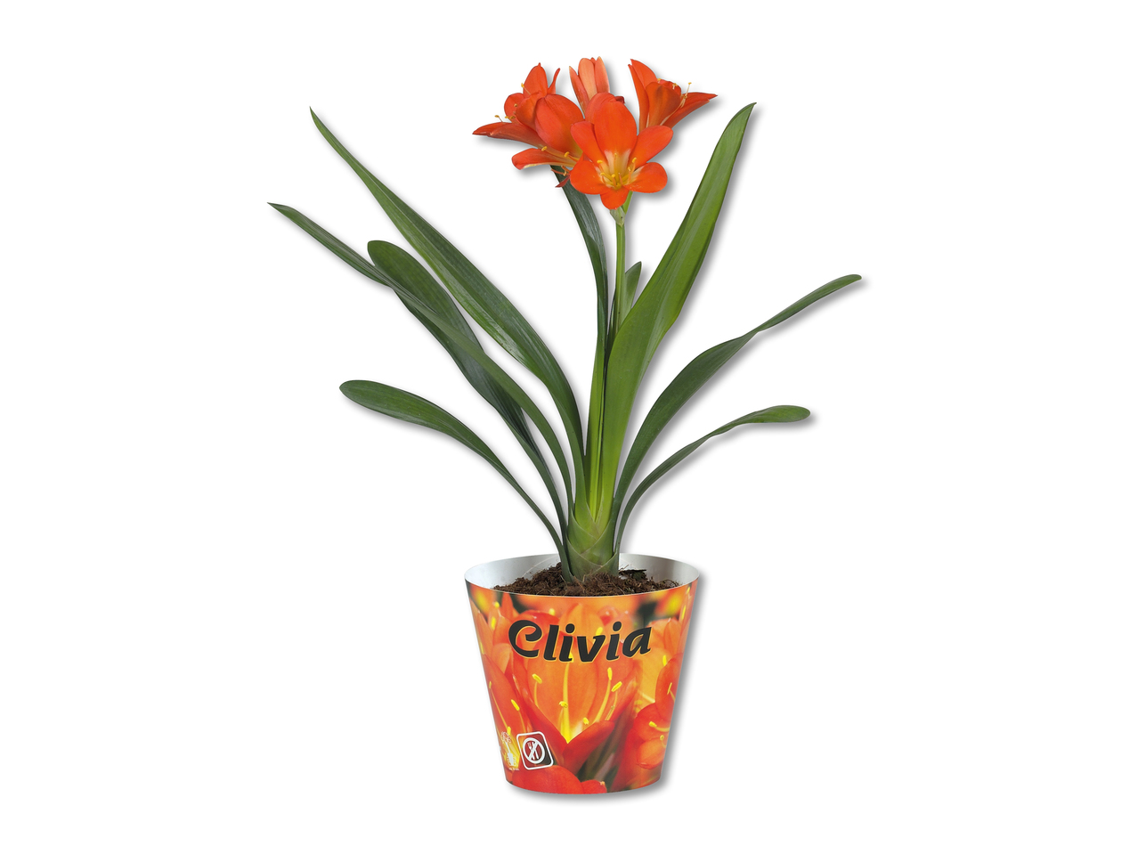 Clivia Miniata