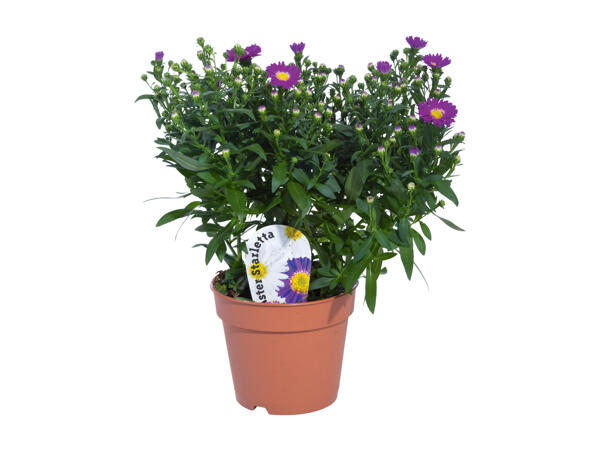 Aster Novi-Belgii