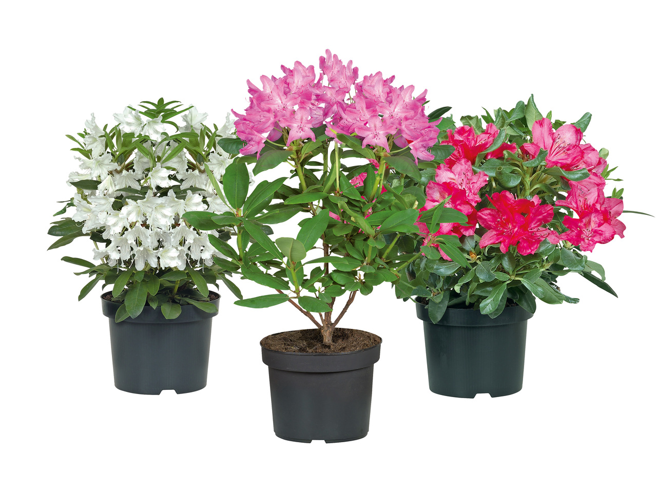 RHODODENDRON, 21 CM - Lidl - Sverige - Specials archive