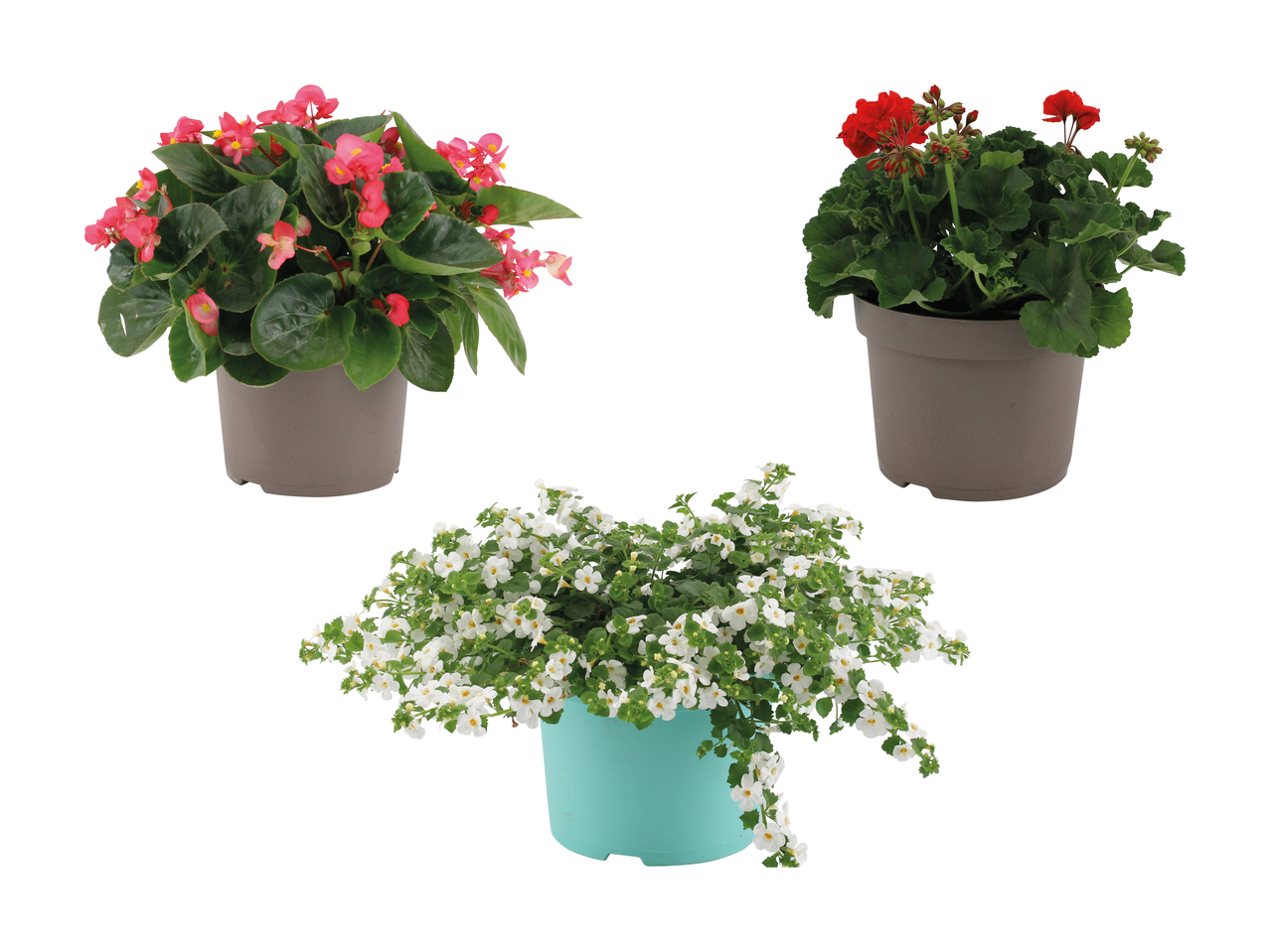 Plante de balcon et à massif XXL