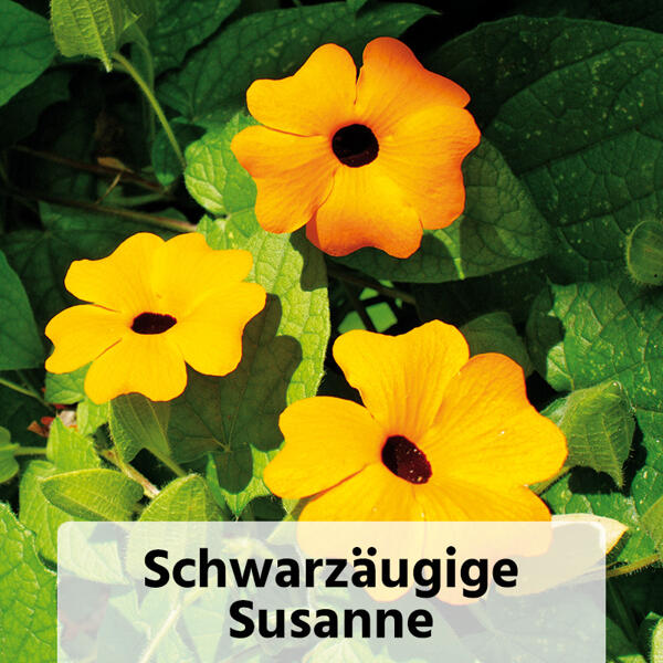 Sommerschlingpflanzen