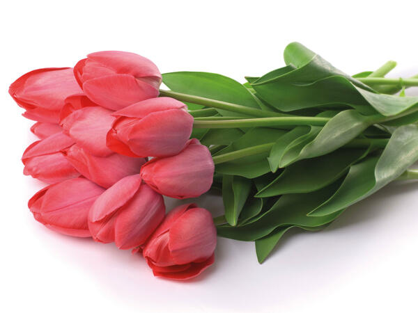 Tulpen