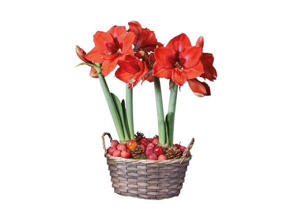 Amaryllis i glas eller kurv