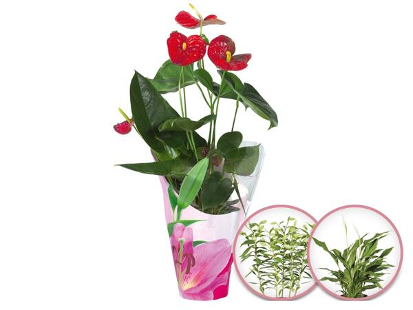 Blühpflanze in Geschenkverpackung