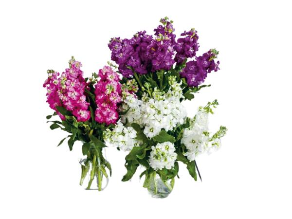 Scented Stock