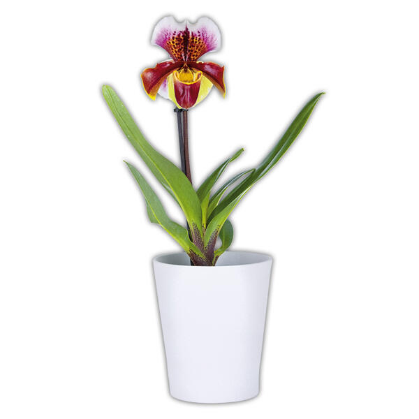 Orchidee Frauenschuh
