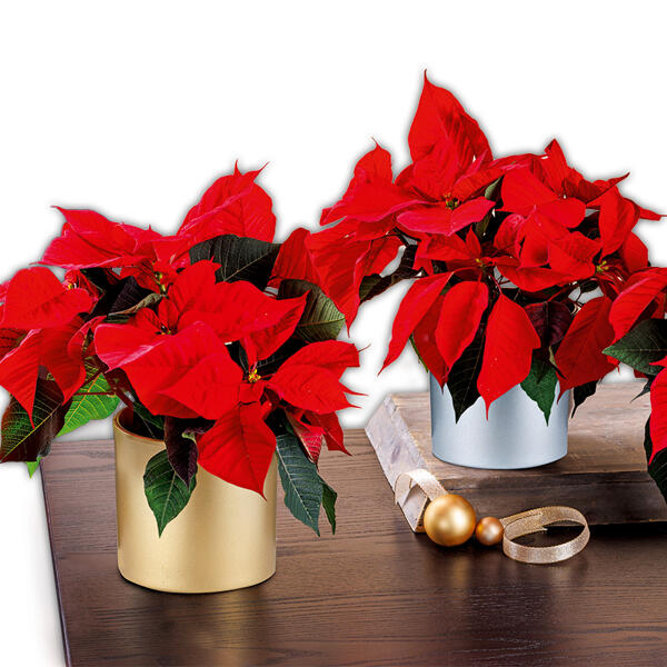 Weihnachtsstern
