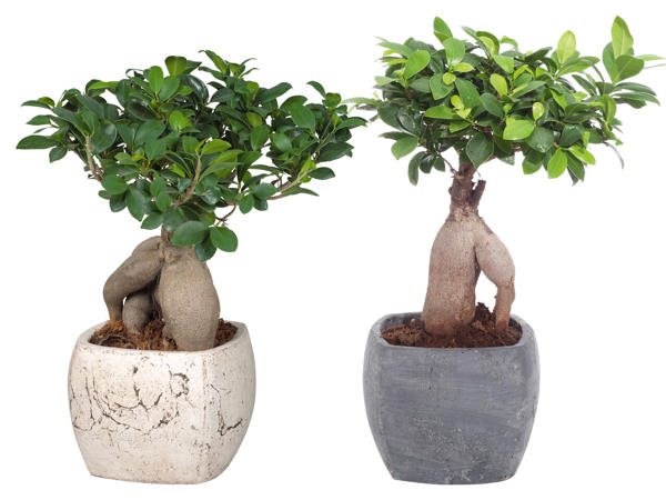Ficus Ginseng in Viereck Keramik