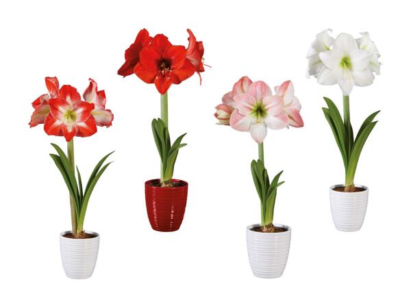 Amaryllis dans un pot en céramique