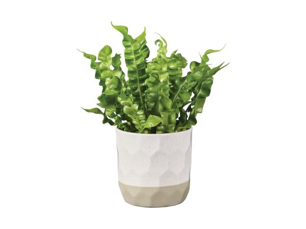 Grøn plante i keramik