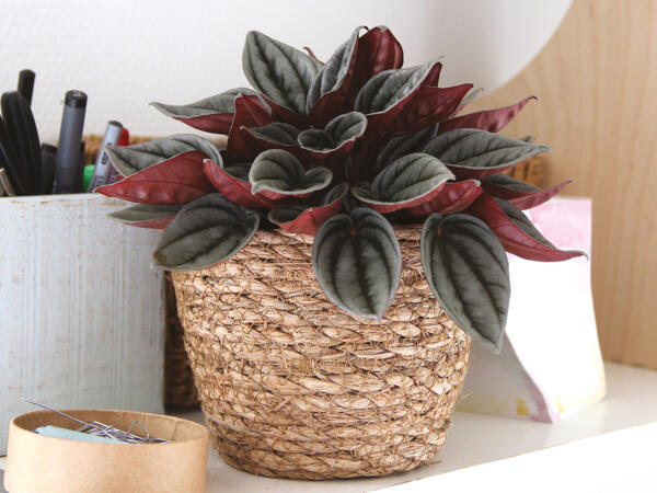 Peperomia i kurv