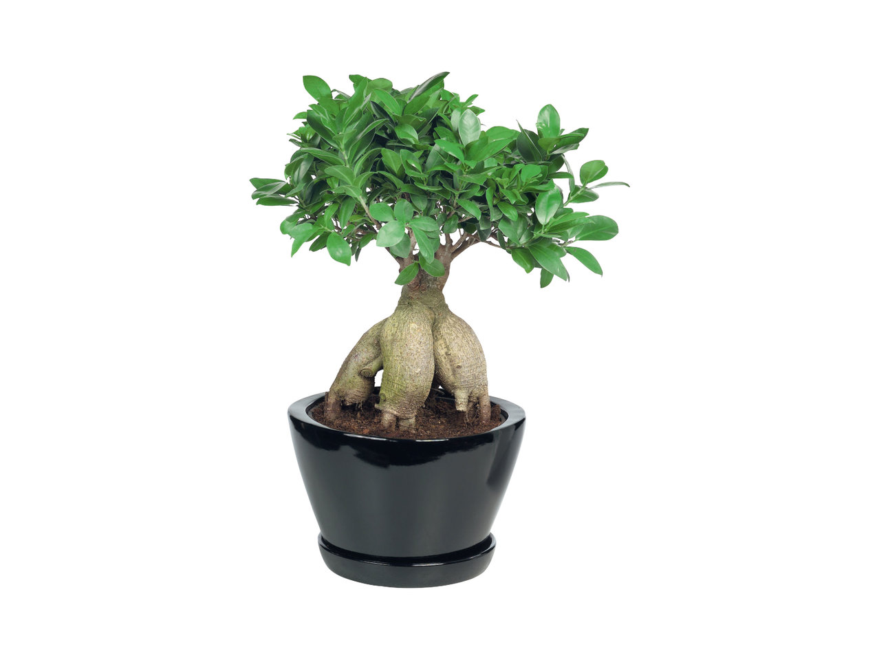 Bonsai in keramieken pot